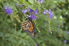 north-america-butterfly-064ae09a21844f8bc6cbcb5bc36504a67c67a03a