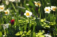 VanDusen-Botanical-Garden-Flowers-2.jpg
