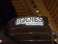 Bodies The Exhibition