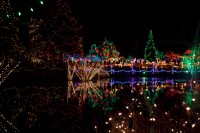 VanDusen-Botanical-Garden-Night-Winter-2.jpg