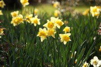 VanDusen-Botanical-Garden-Flowers.jpg